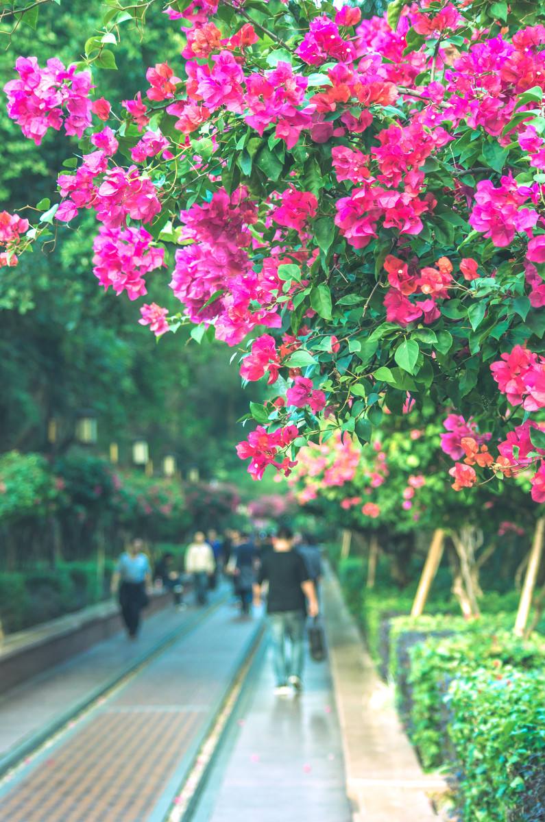 深圳，深圳.jpg